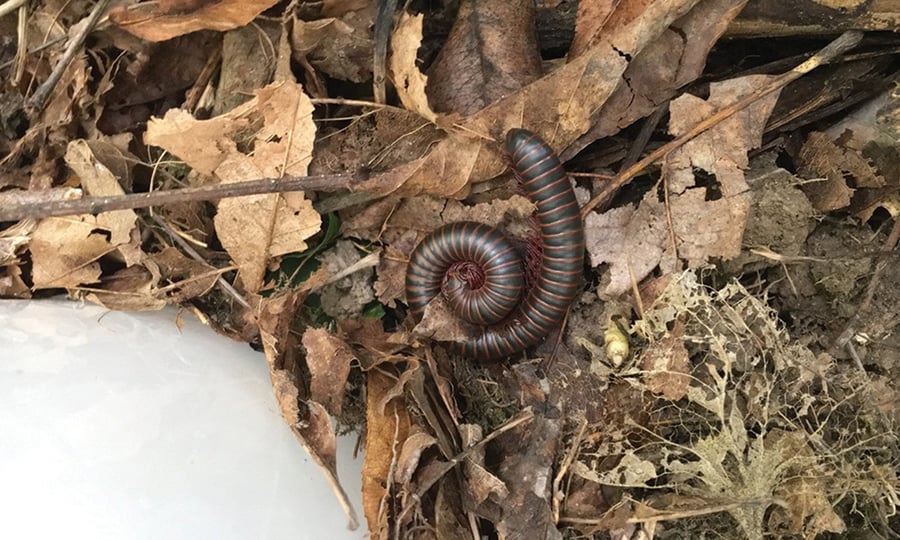 A millipede is partially curled lying on a bed of brown leaves.