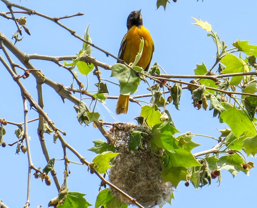 A light orange Baltimore oriole shows off its sharp beak while perched in a tree.