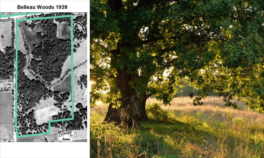 Two photos. One shows an aerial view of Belleau Woods in 1939 with a canopy formed by oak trees. Next to it is a modern photo of an oak tree in sunlight.