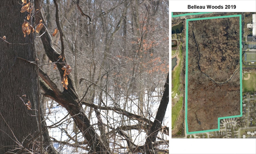An aerial photo of Belleau Woods from 2019 shows much fewer trees than the shot from 1939.
