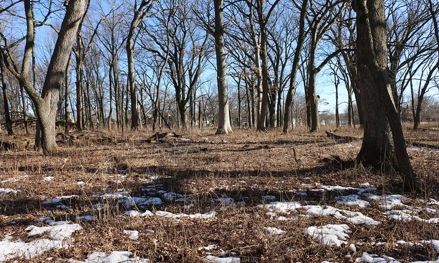 Oak, hickory, and walnut trees stand barren above a forest floor with patches of snow.