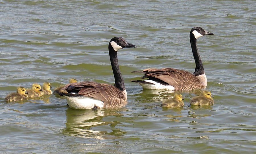Two Canadian geese and six gosling float on a lake.