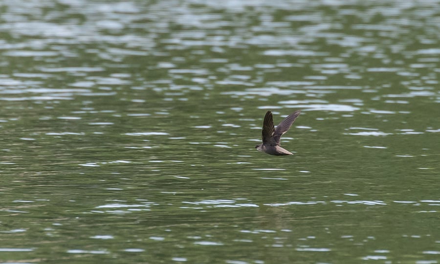 A bird soars over a lake, preparing to sip water mid flight.