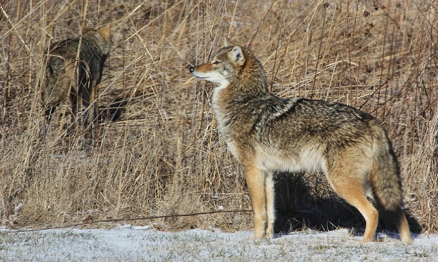 Two coyotes stand in tall winter grasses.
