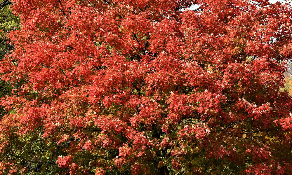 BW-red-tree-1000x600