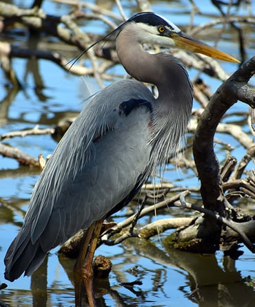 Great-blue-heron-YES-500x600