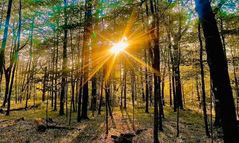 Warrenville-Grove-sun-trees-1000x600