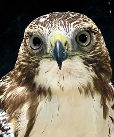 red-tailed-hawk-500x600
