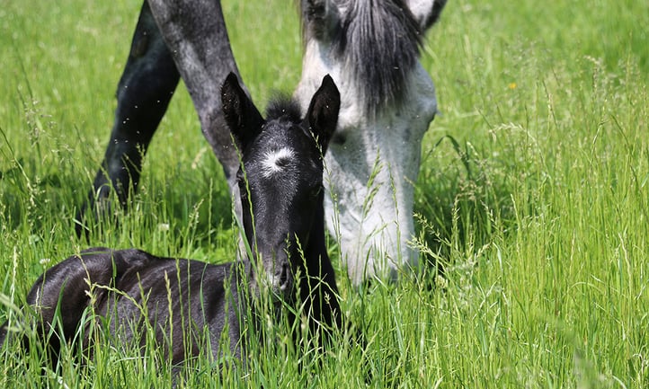 Danada-Equestrian-Center-colt-1