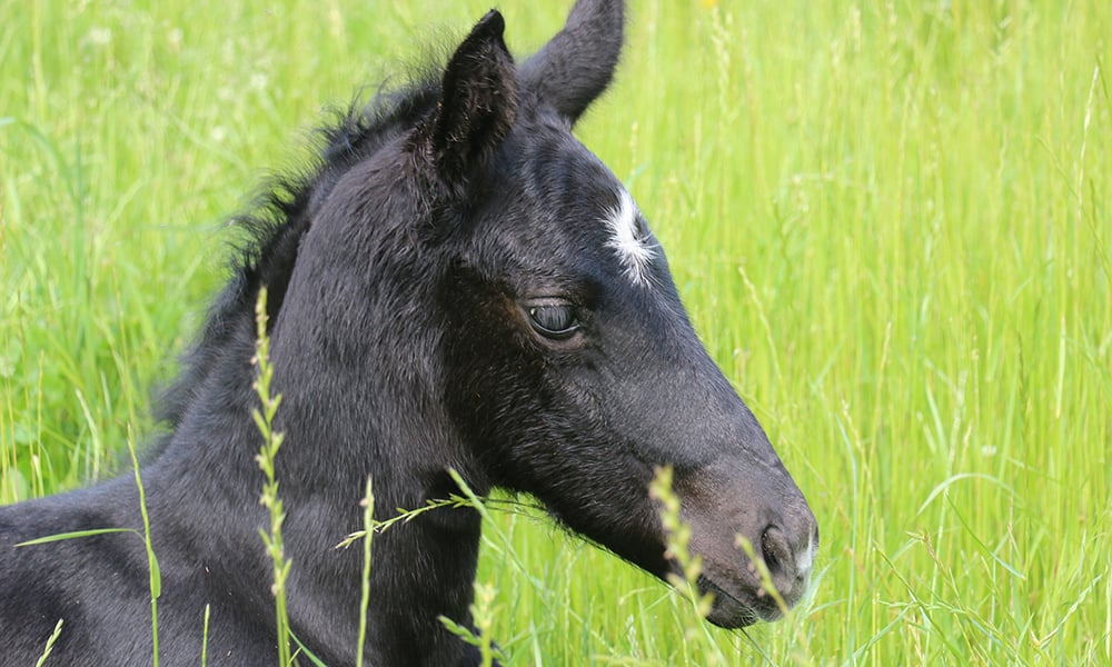 Danada-Equestrian-Center-colt-11