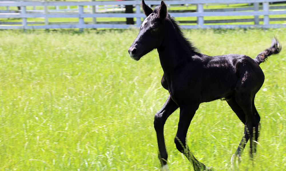 Danada-Equestrian-Center-colt-13