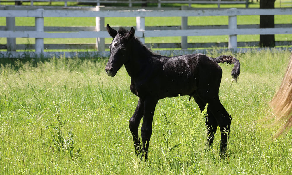 Danada-Equestrian-Center-colt-9