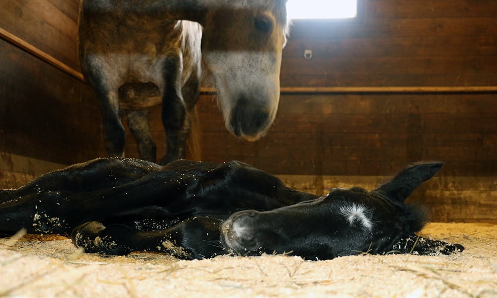 Danada-Equestrian-Center-mare-mother-newborn-foal-2