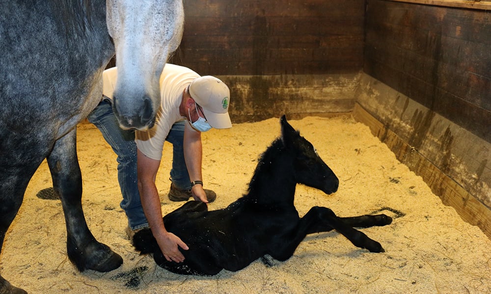 Danada-Equestrian-Center-mare-mother-newborn-foal-Brad-Doweidt