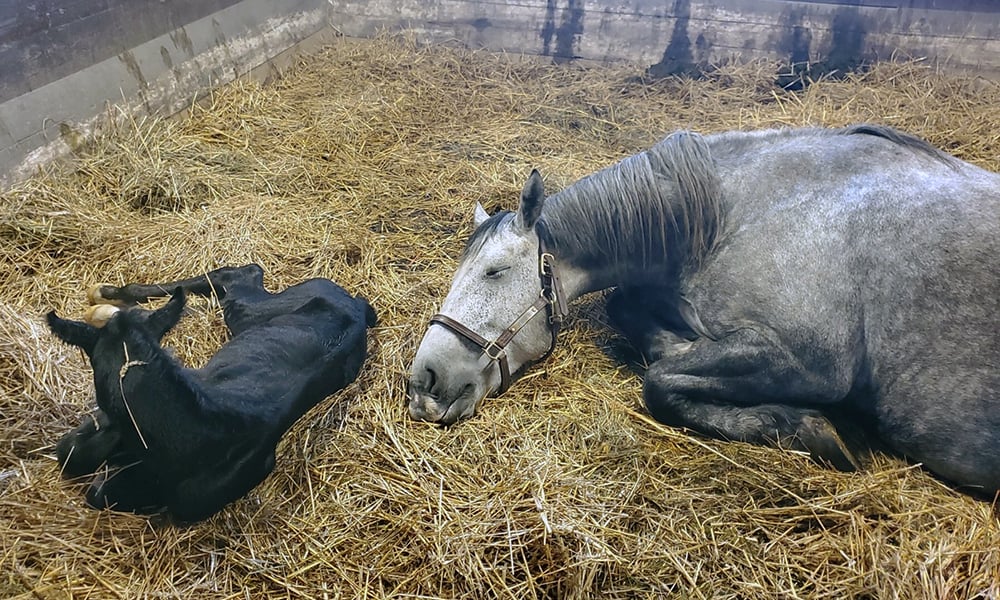 Danada-Equestrian-Center-mare-mother-newborn-foal