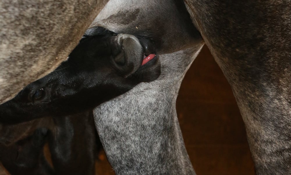 Danada-Equestrian-Center-newborn-foal-nursing-2
