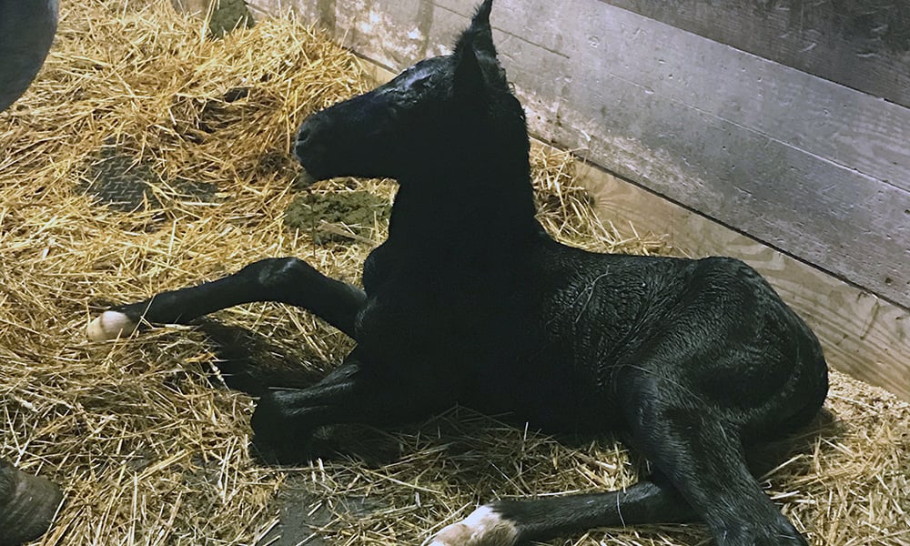 Danada-Equestrian-Center-newborn-foal