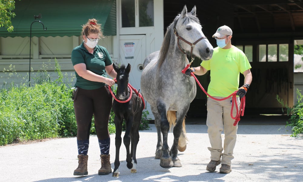 Danada-Equestrian-Center-staff-lead-horses