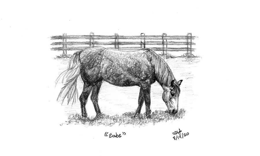 A sketch of the horse, Babe, feeding on grass in a field.