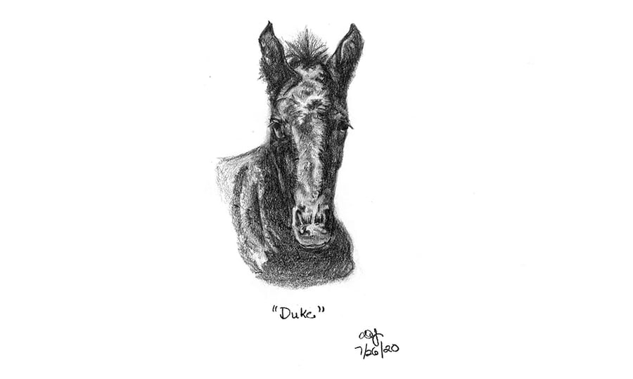 A sketch of the horse, Duke from a strait-on perspective.