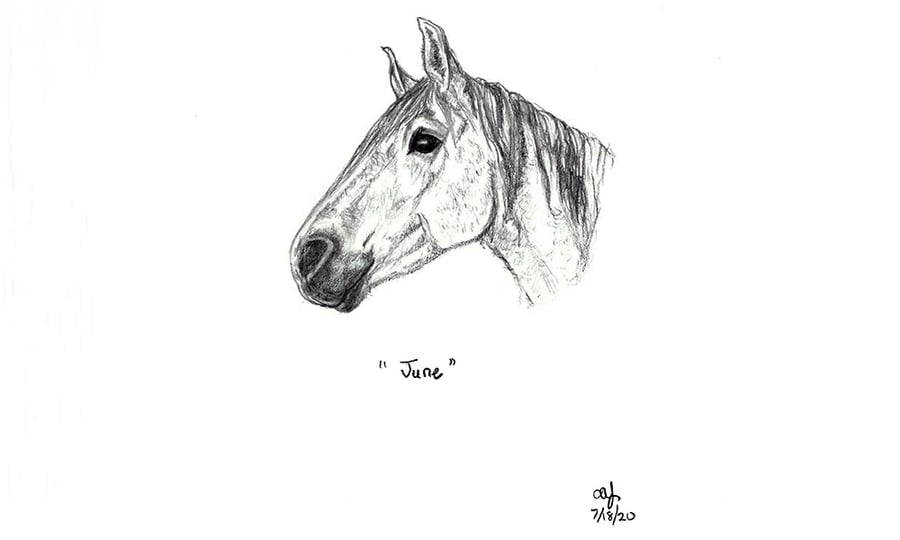 A profile sketch of a horse named June.