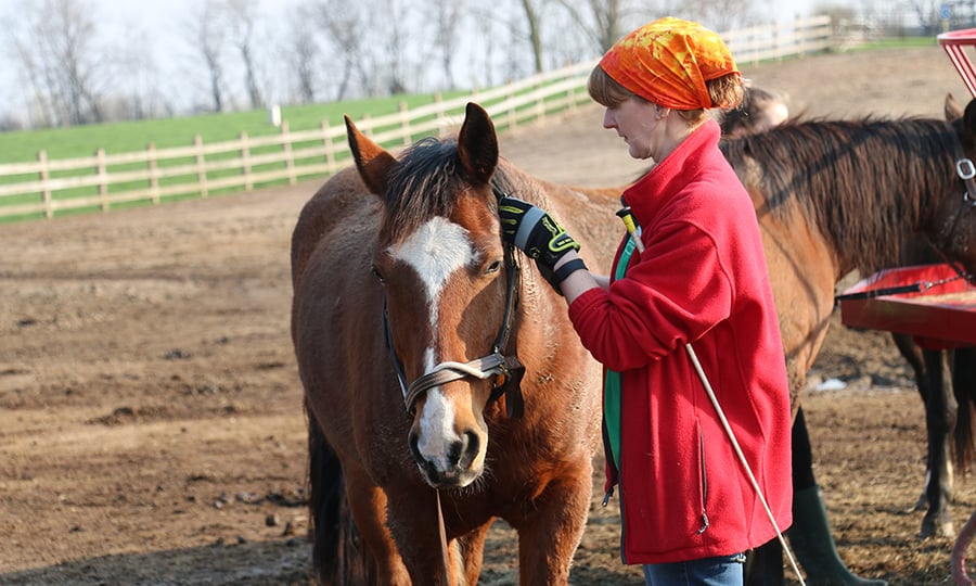 A woman adjusts the reins on a brown horse while standing in a large pasture.