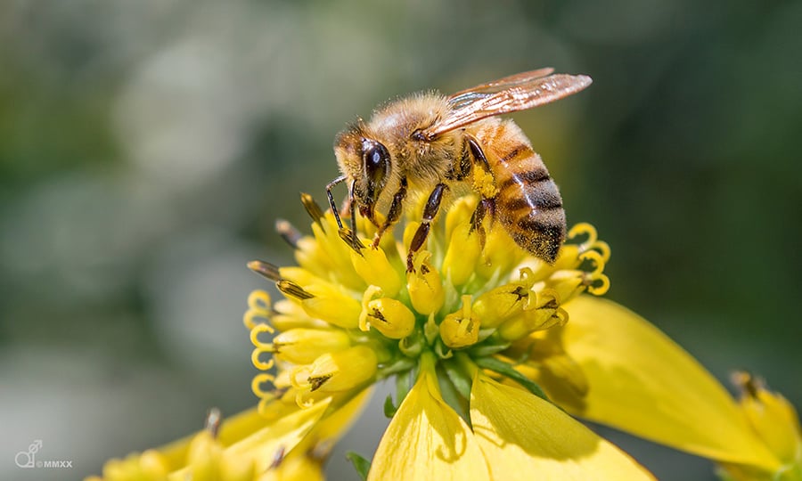 A honeybee sucks nutrients from a yellow flower.