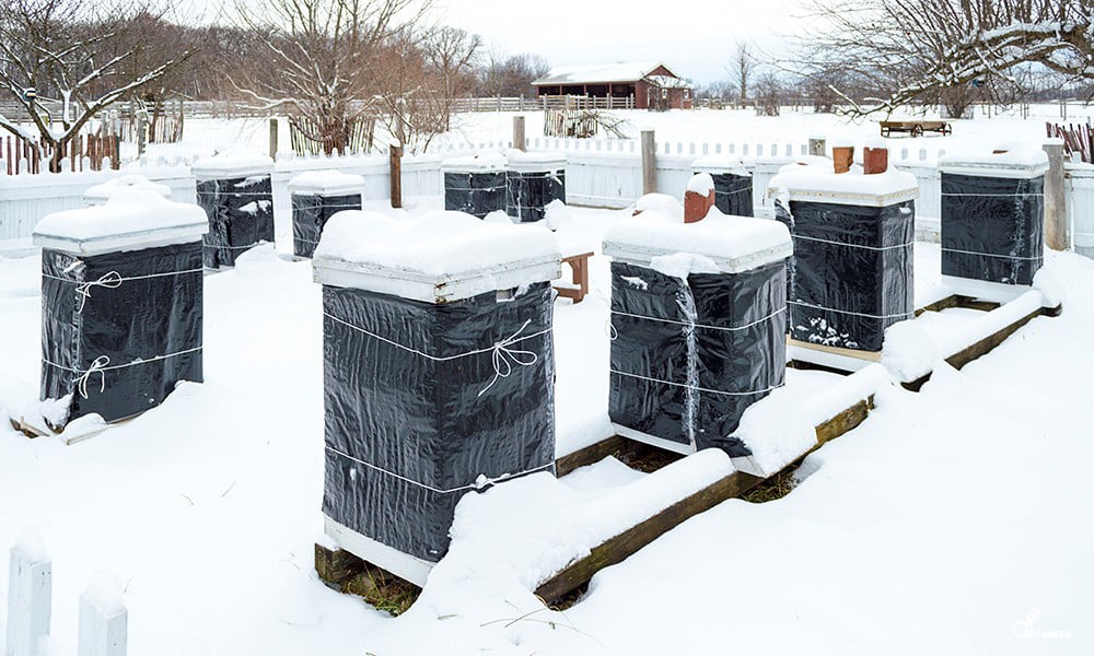 winter-beekeeping-2-Duane-Marski-1000x600