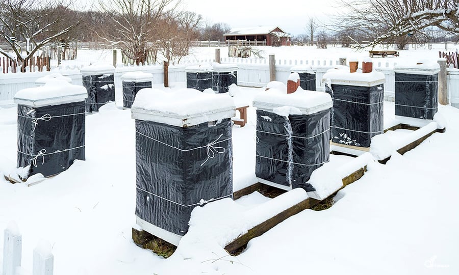 Bee hives are wrapped in black plastic to protect against the snow and cold.