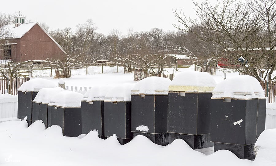 A line of bee hives are covered in snow.