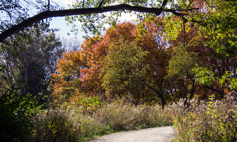 Large trees and smaller bushes sport a variety of fall colors near a hiking trail.