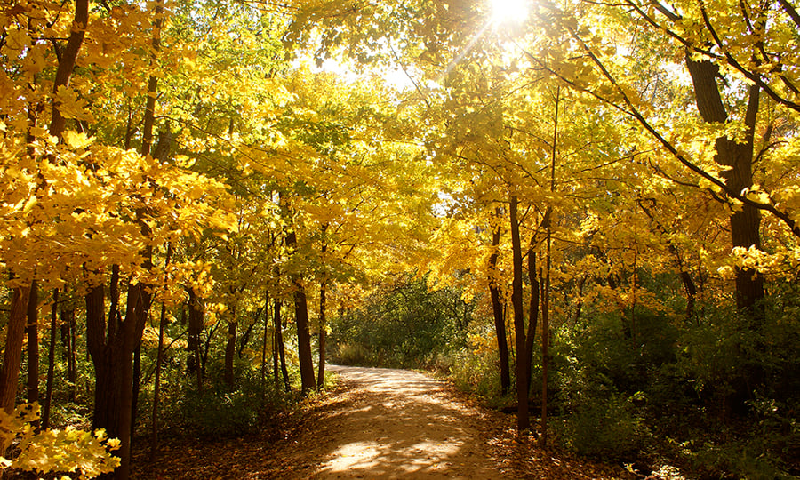Orange and yellow leaves form a canopy over a hiking trail.