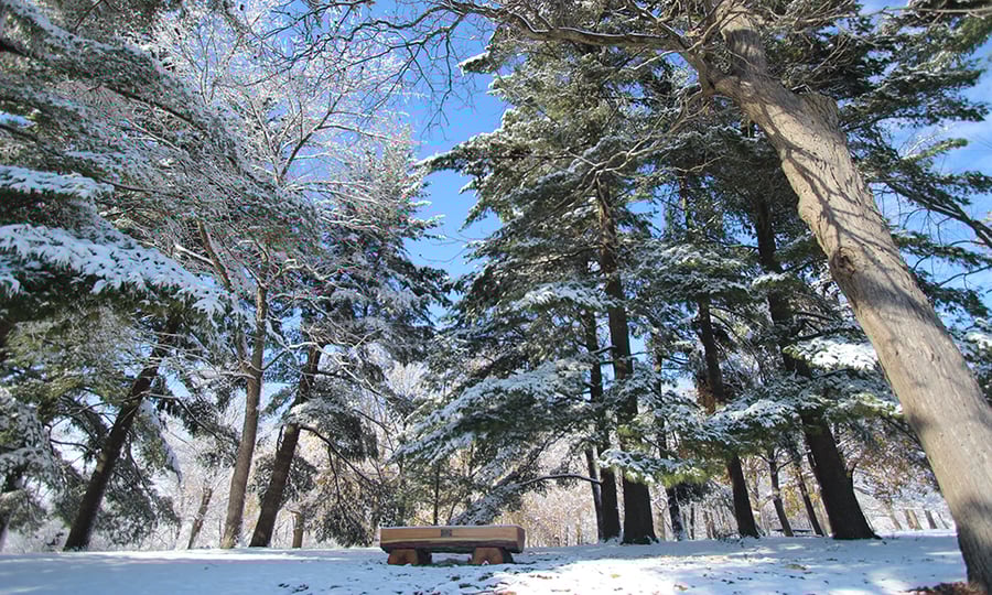 A bench sits below tall pine trees in a snowy, sun-baked forest.