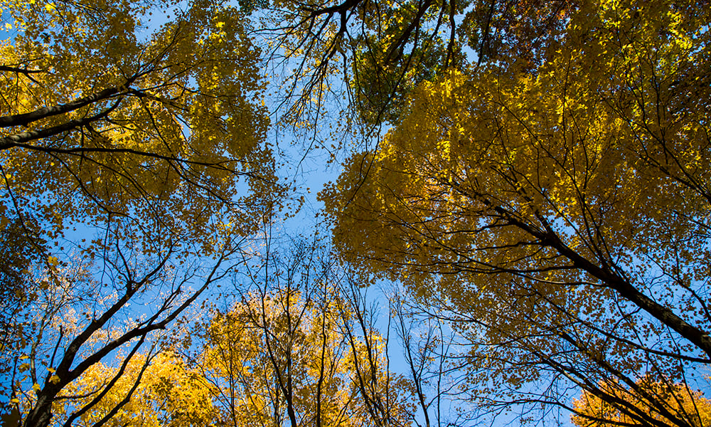 fall-trees-1000x600