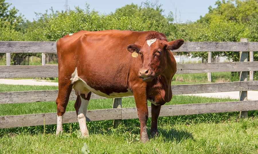 A large brown cow soaks in sunlight while standing in a pasture.