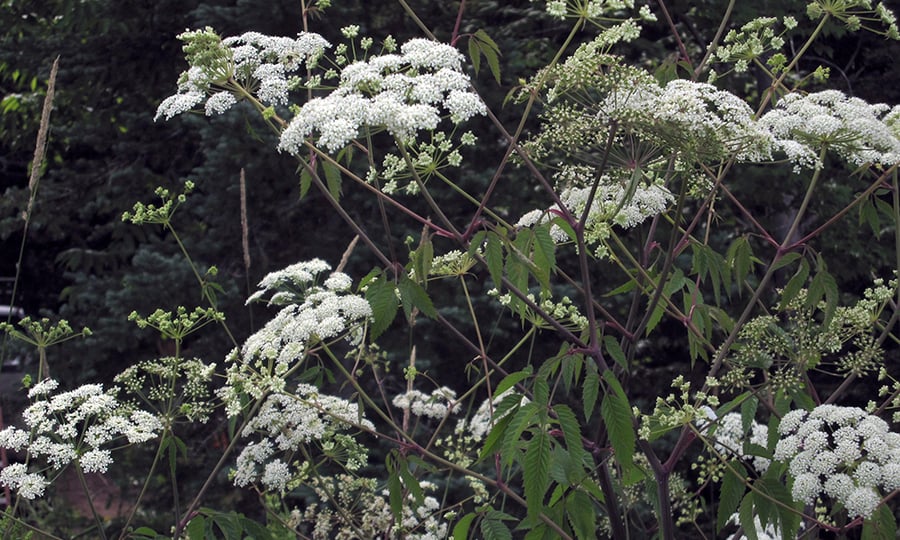 White flowers of a water hemlock grow from green and purple stems.