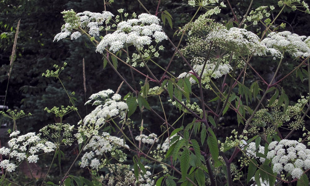 Cicuta maculata (water hemlock)