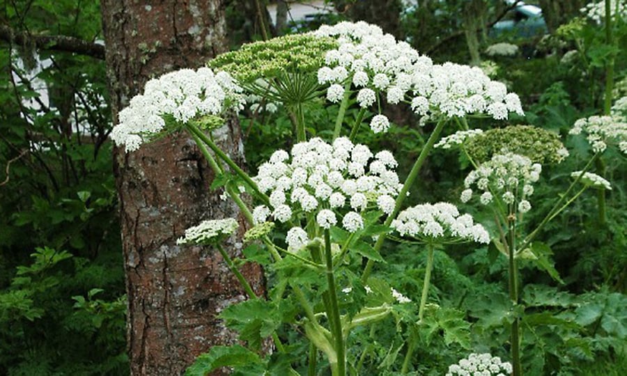 White flowers bud from a large green plant in a forest.