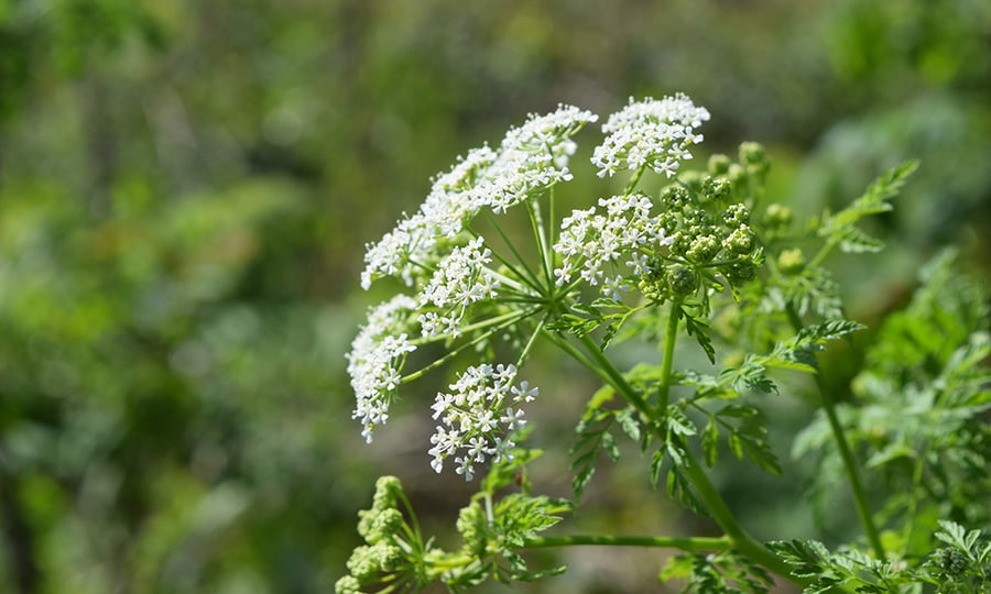 White flowers spread from a plant's branch in an umbrella shape.