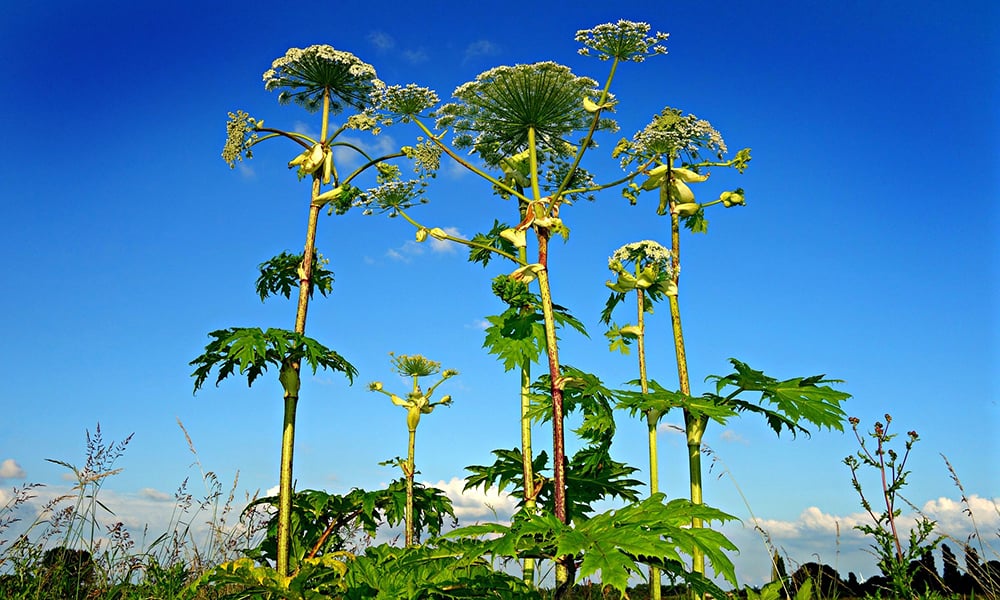 giant-hogweed-1492294_1920_pixabay