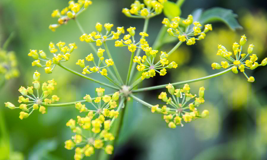 Groups of yellow flowers bud from a green stalk.