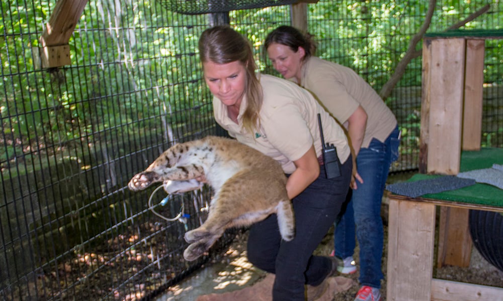 Krystle-bobcat