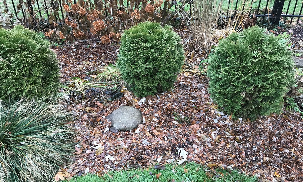 garden-insulated-leaves