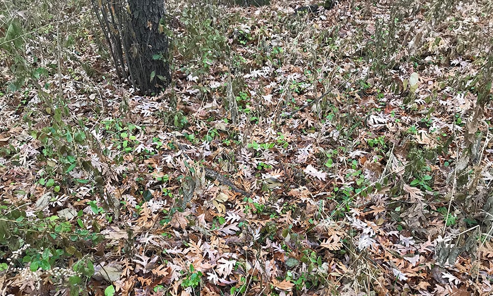 leaf litter