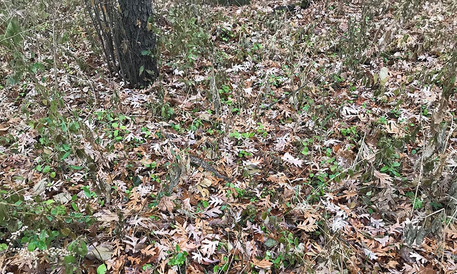Multi-colored leaves cover the forest floor.