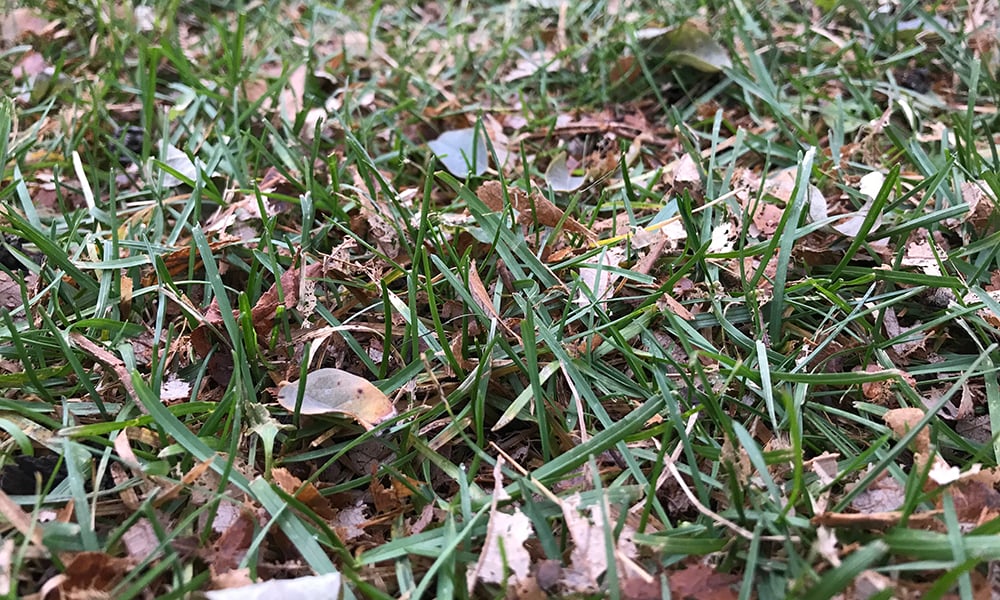 mulched-leaves-in-the-grass