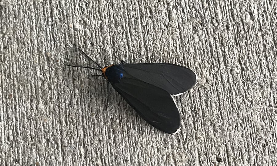 A black wasp moth with an orange head.