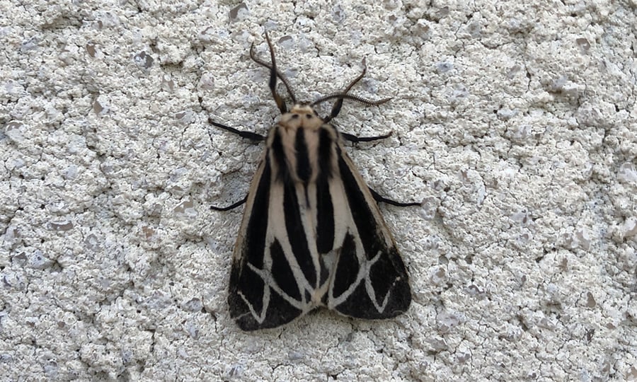 A tiger moth has black and cream stripes on its back.