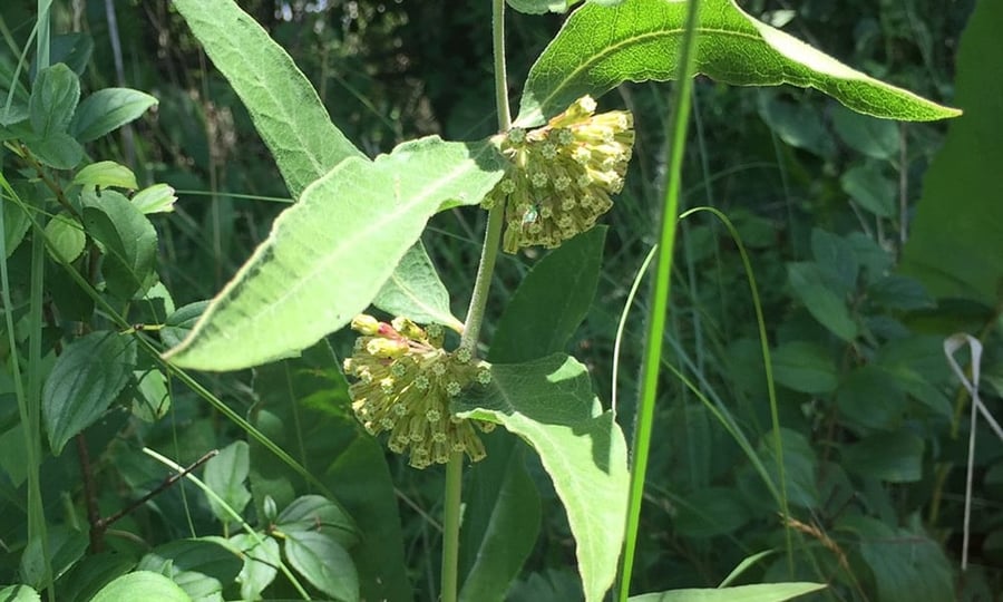 Short green milkweed illuminated by sunlight.