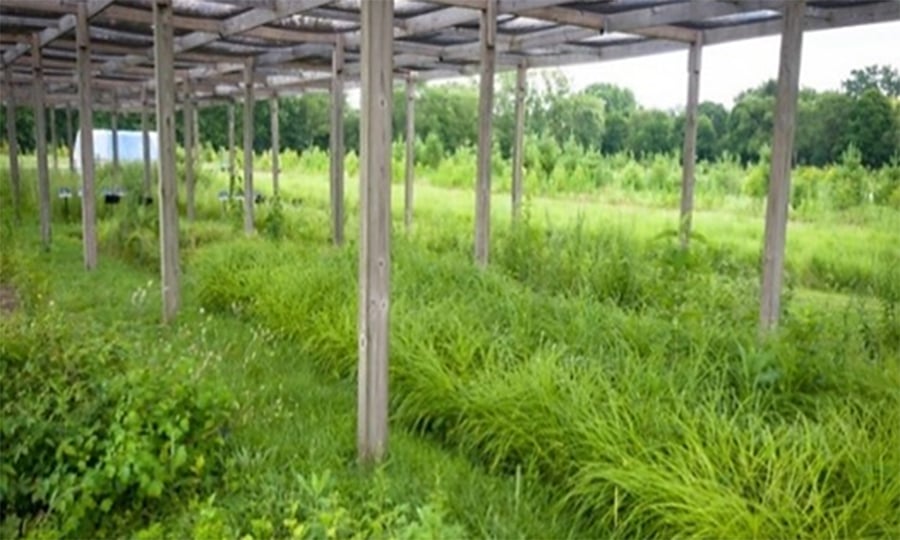 Cloth shades cover plants that are used to growing under the shade of natural tree canopies.